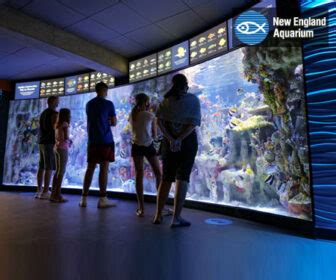 boston aquarium live cam